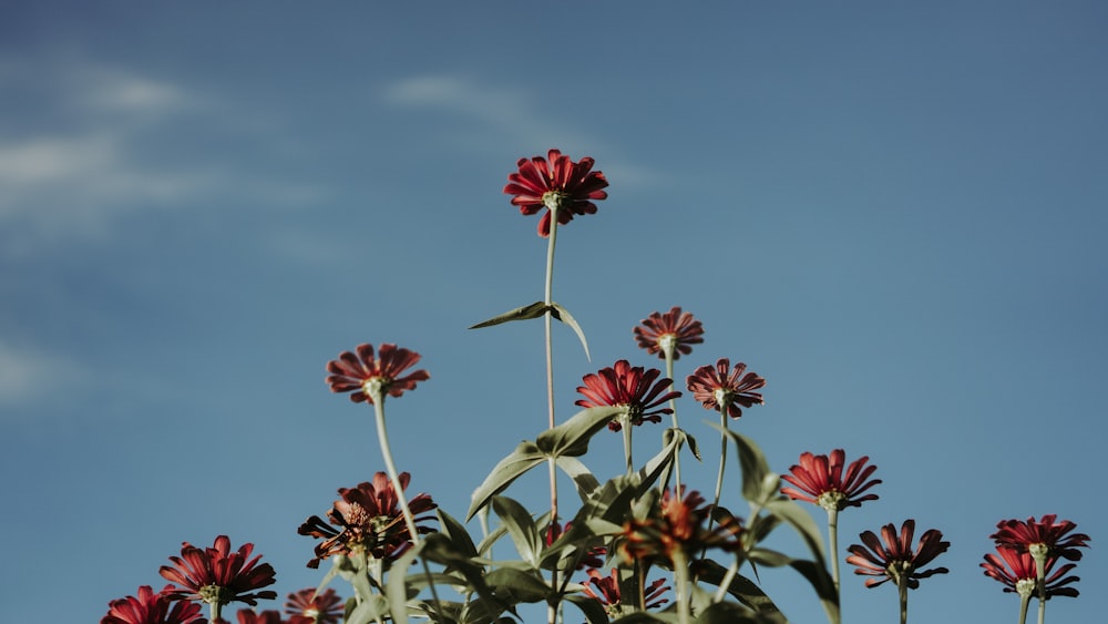 red flowers under blue sky