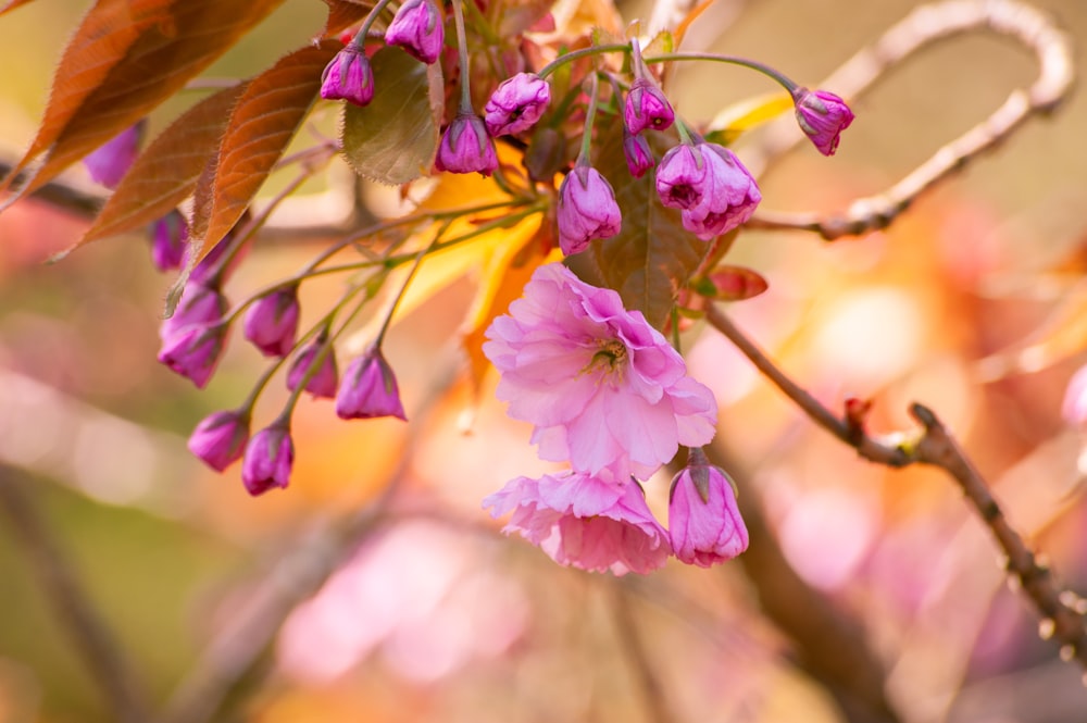 pink flower in tilt shift lens