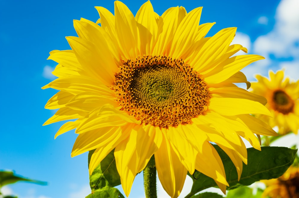 yellow sunflower under blue sky during daytime