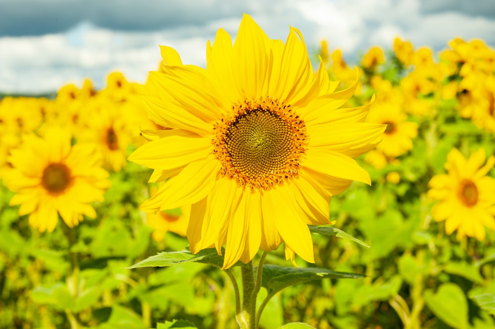 yellow sunflower in close up photography