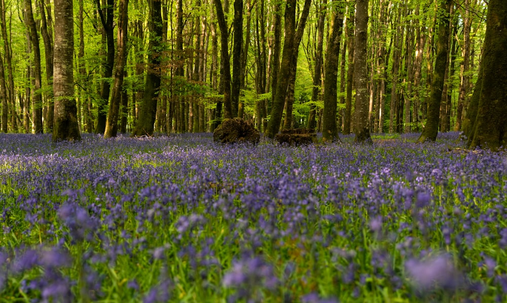 purple flower field during daytime