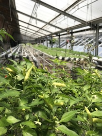 Rows of lush chilli plants thriving under controlled conditions, showcasing hybrid vigor.