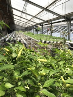 In a greenhouse with a transparent ceiling, rows of lush green plants with visible chili peppers run lengthwise. The foreground focuses on leafy green pepper plants, with peppers at various stages of growth.