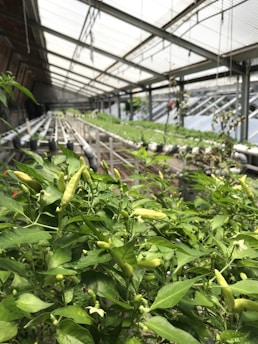 In a greenhouse with a transparent ceiling, rows of lush green plants with visible chili peppers run lengthwise. The foreground focuses on leafy green pepper plants, with peppers at various stages of growth.