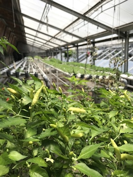 A modern smart greenhouse with rows of thriving chili plants under automated climate control.