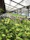 Close-up of vibrant pepper seedlings growing in a modern agricultural greenhouse.