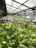 Close-up of vibrant pepper seedlings growing in a modern agricultural greenhouse.