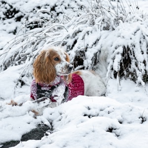 褐色和白色的长毛小狗在雪覆盖的地面白天