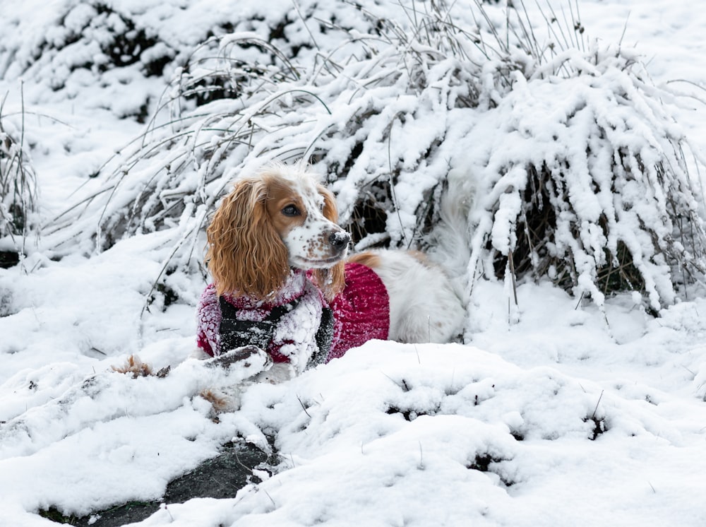 Perro pequeño de pelo largo marrón y blanco en suelo cubierto de nieve durante el día