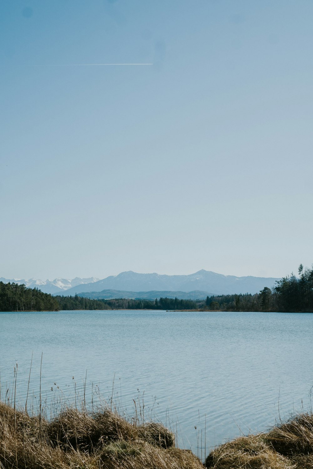 green trees near body of water during daytime