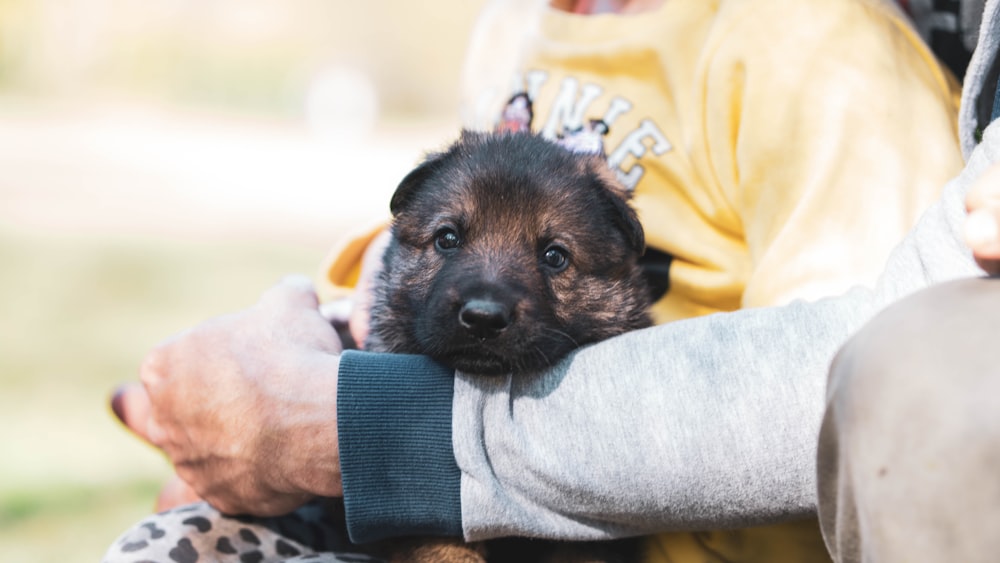 Persona con camisa amarilla sosteniendo un cachorro de pelo corto negro y marrón