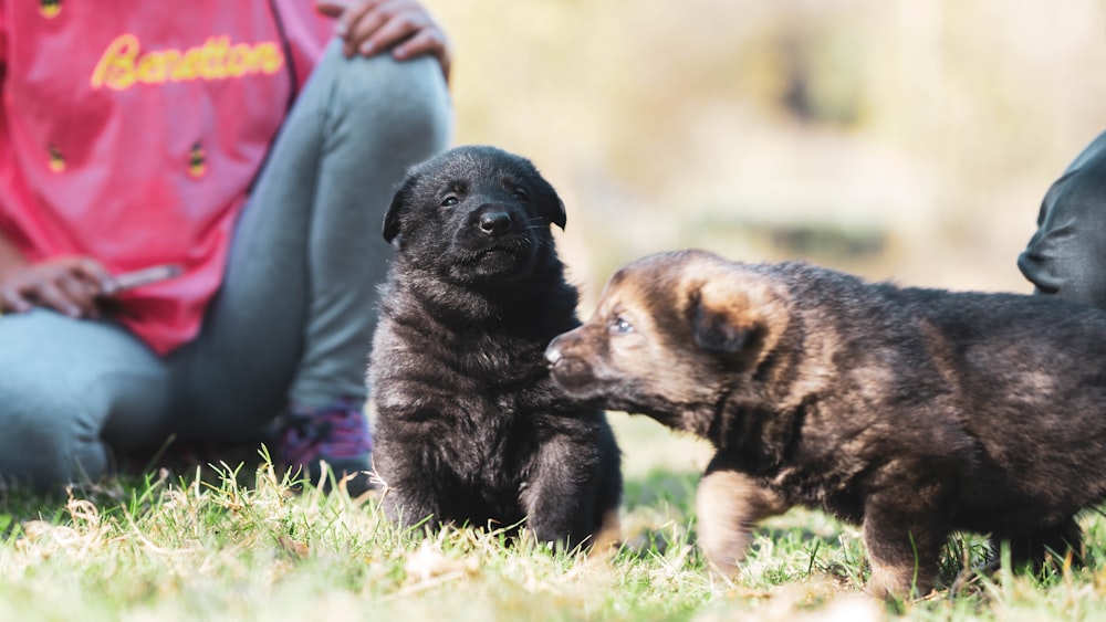 黒と黄褐色のショートコートの中型犬が昼間、緑の芝生の野原に