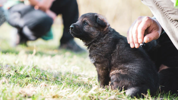 A small black and brown puppy sits attentively on a grassy ground. A person's hand is gently reaching towards the puppy, suggesting interaction or affection. The background is softly blurred, primarily showing patches of grass and hints of other people nearby.