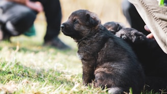 A small, fluffy brown puppy sits attentively on lush green grass, surrounded by blurred human figures and other black puppies. The scene is well-lit, suggesting a warm, sunny day.