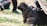 A small, fluffy brown puppy sits attentively on lush green grass, surrounded by blurred human figures and other black puppies. The scene is well-lit, suggesting a warm, sunny day.