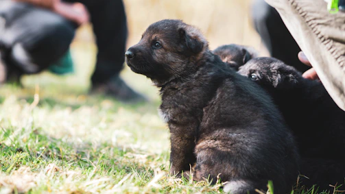 A joyful puppy learning to sit attentively during a training session in a sunny park.