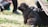 A small, fluffy brown puppy sits attentively on lush green grass, surrounded by blurred human figures and other black puppies. The scene is well-lit, suggesting a warm, sunny day.