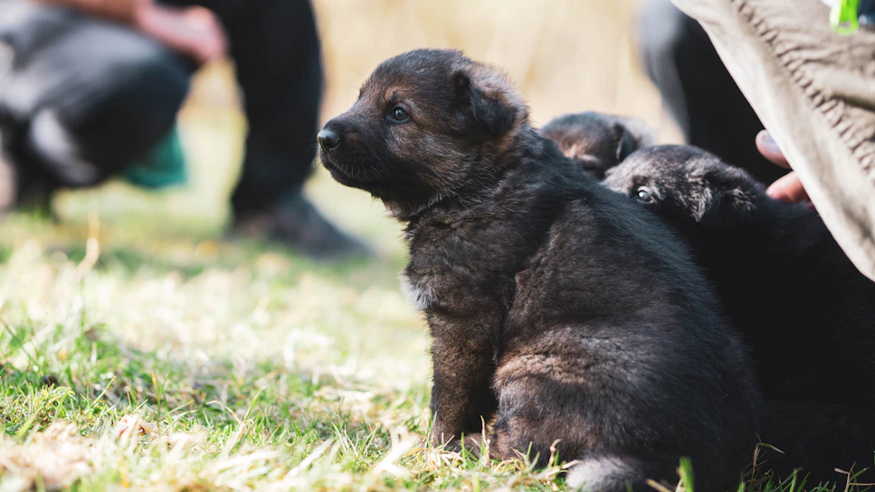 A joyful puppy learning to sit calmly during an individual training session outdoors.