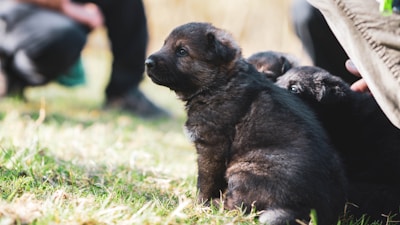 A small, fluffy brown puppy sits attentively on lush green grass, surrounded by blurred human figures and other black puppies. The scene is well-lit, suggesting a warm, sunny day.