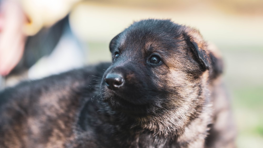 black and tan german shepherd puppy