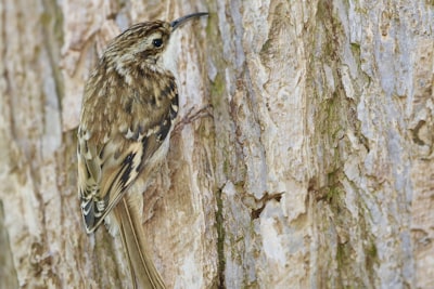 brown and black bird on brown tree branch