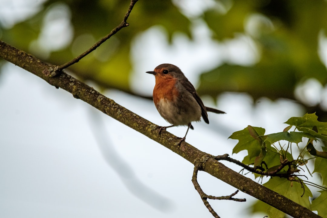 brown and white bird on tree branch