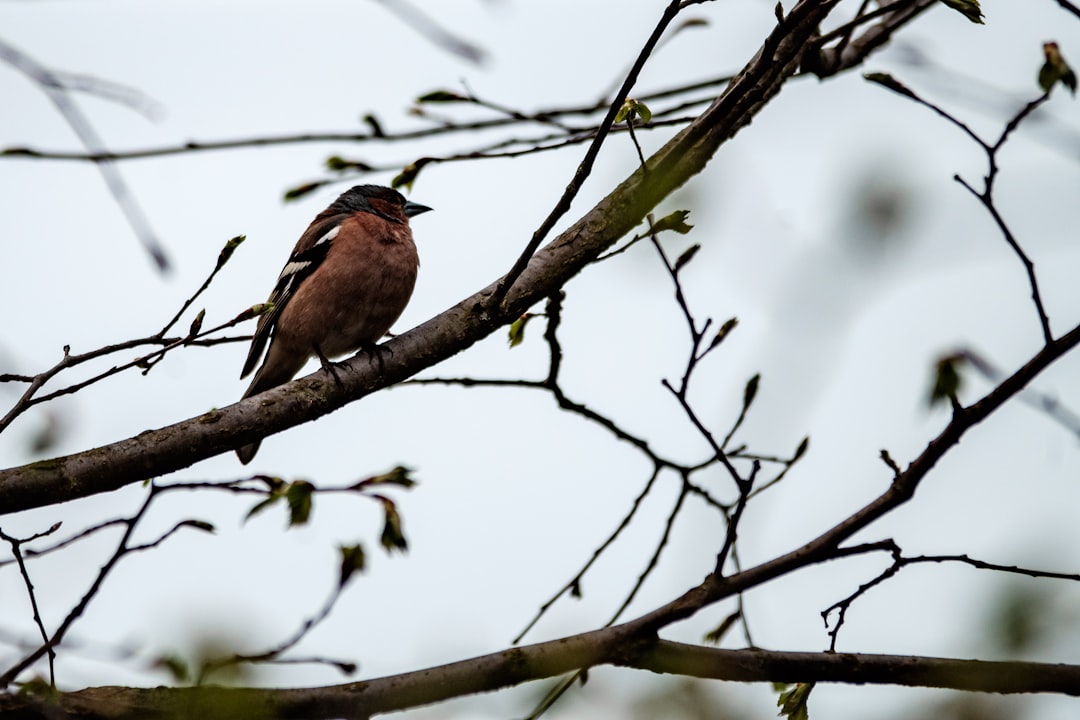 brown bird on tree branch during daytime