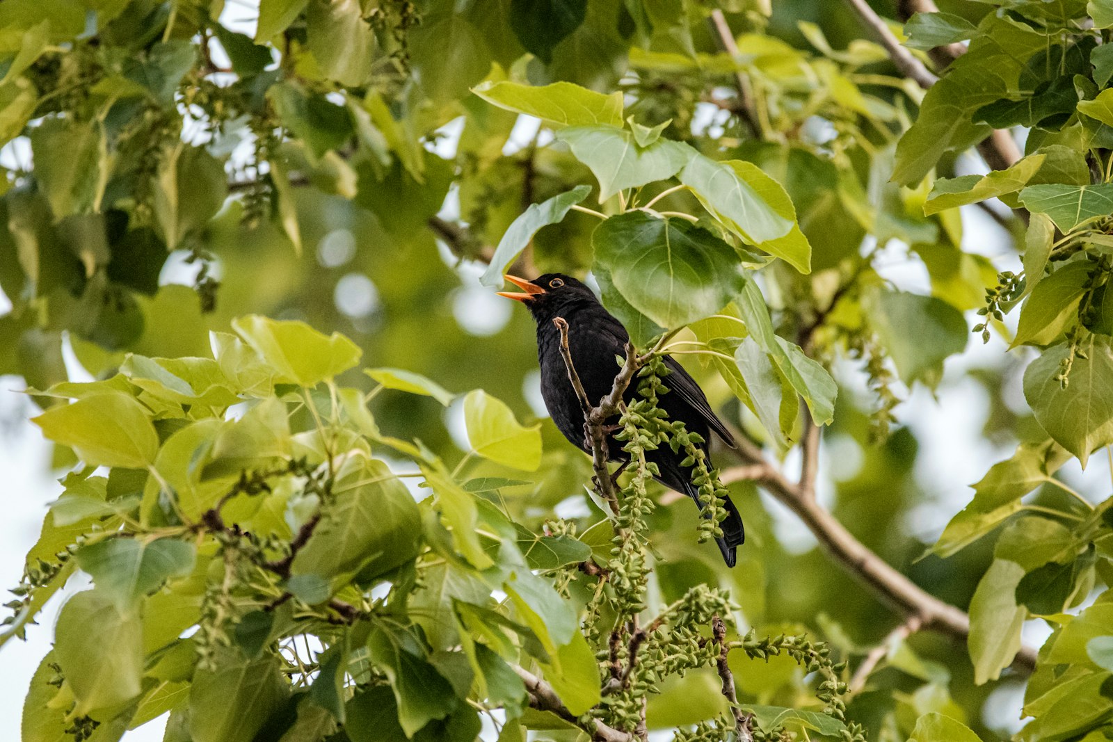 Pentax K-S1 sample photo. Black bird on tree photography