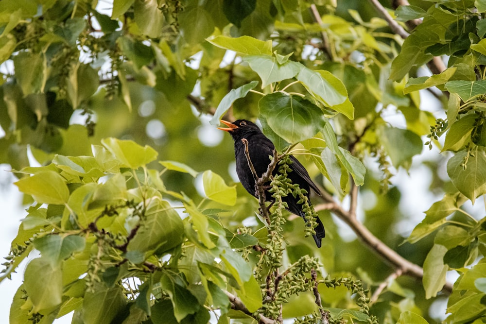 oiseau noir sur une branche d’arbre pendant la journée