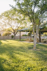 residential home backyard with fresh lawn services