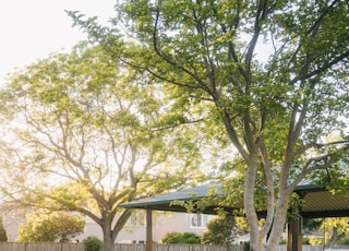 green tree near white wooden house during daytime