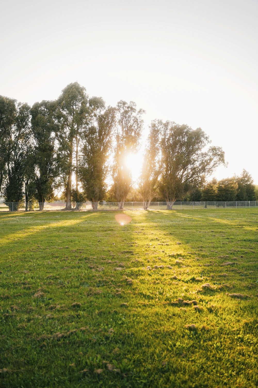 green grass field with trees during daytime