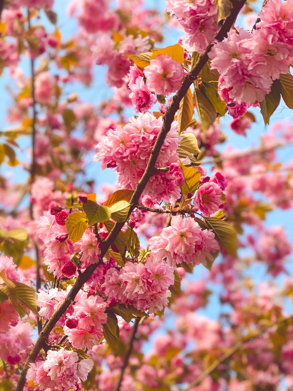 pink cherry blossom in bloom during daytime