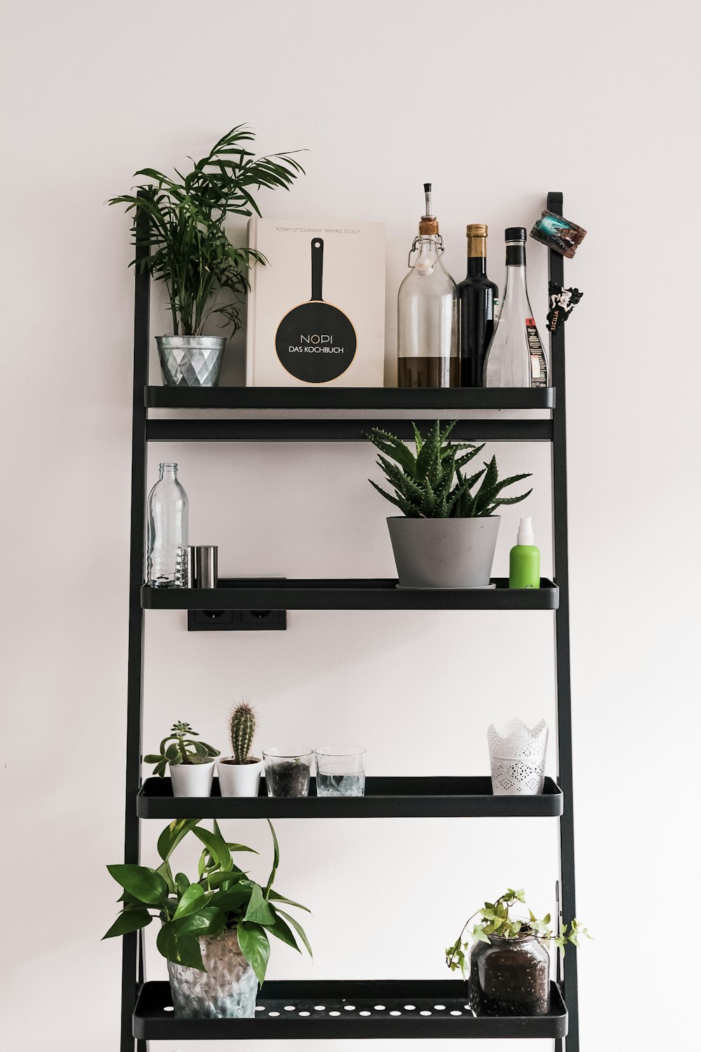 green potted plant on black wooden shelf