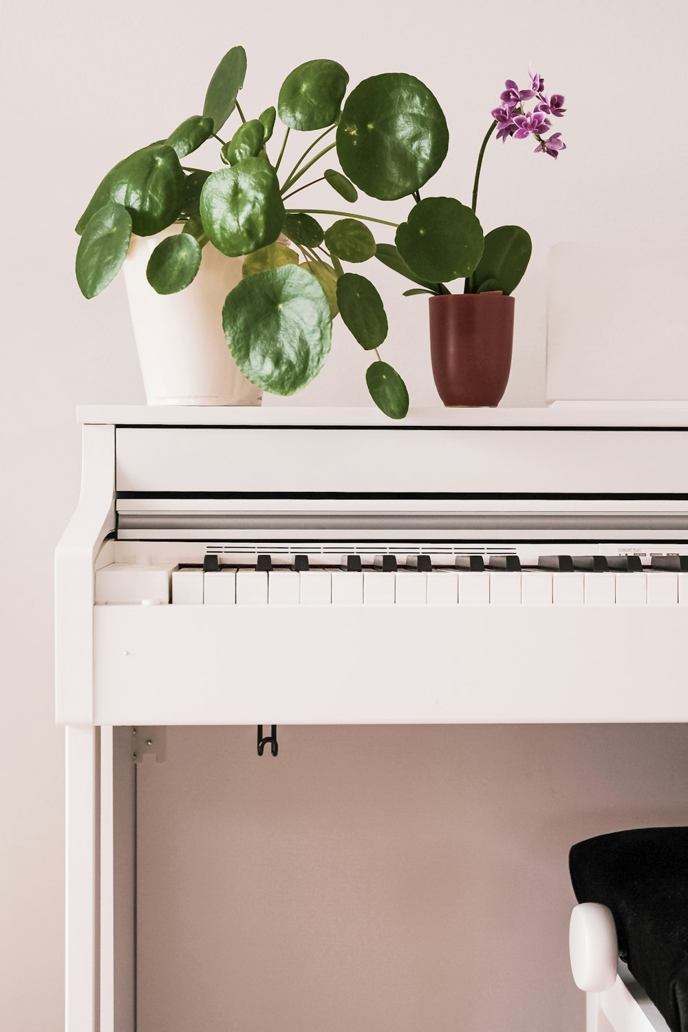 green plant on white and black piano