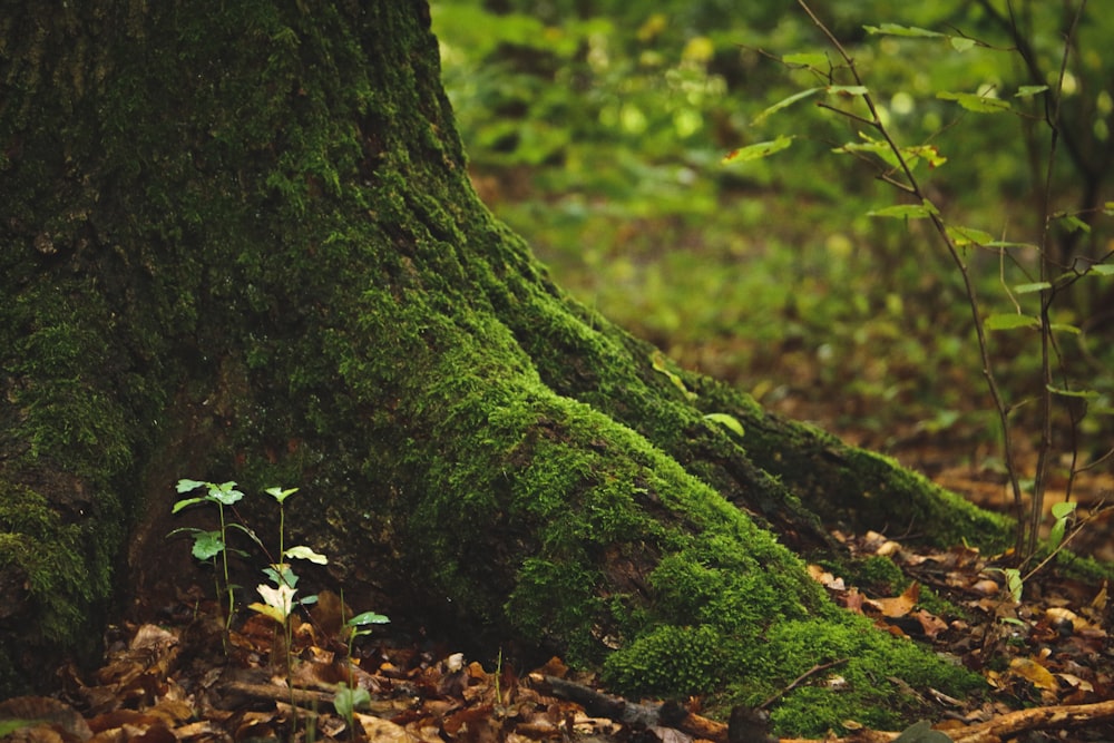 green moss on tree trunk