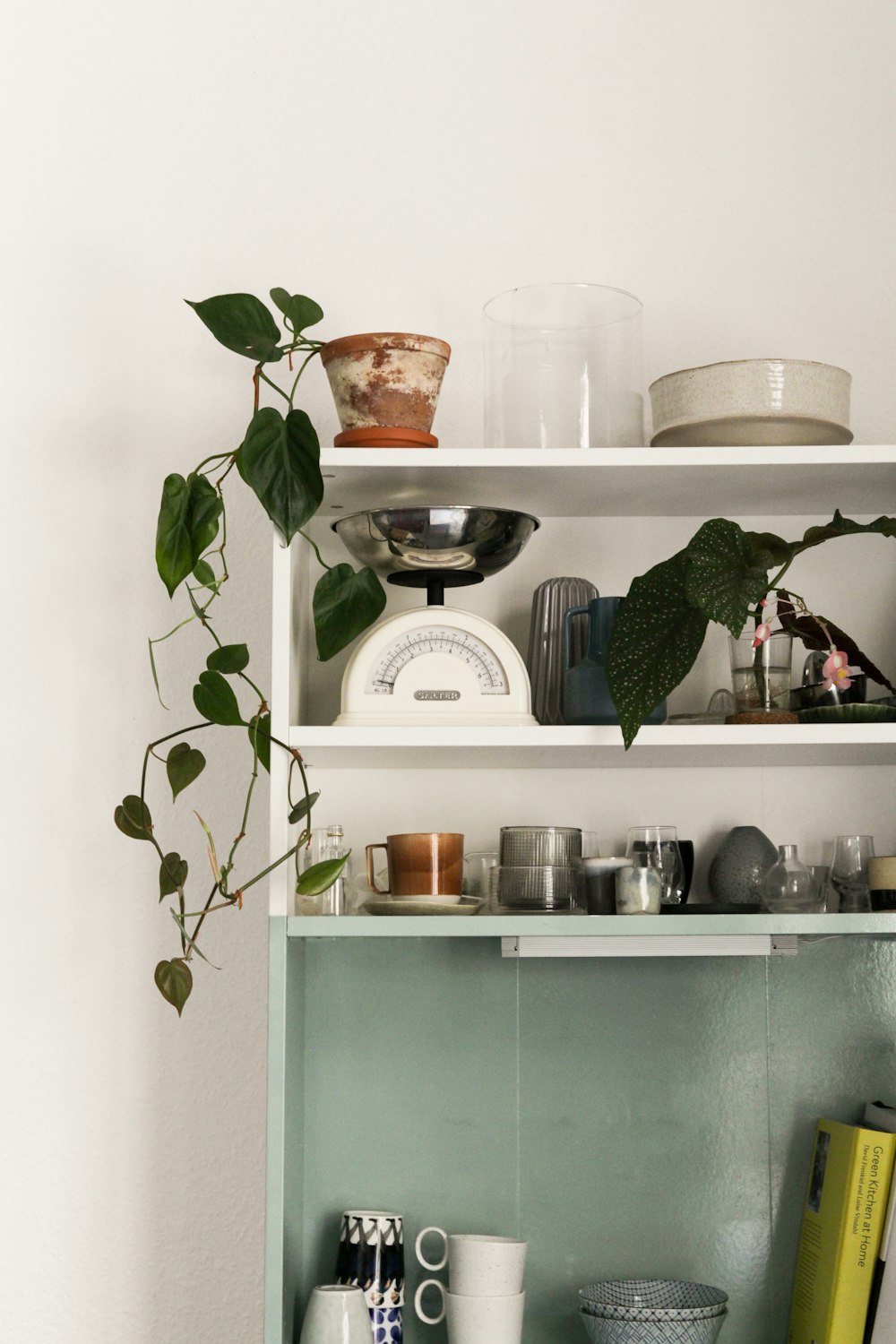 green plant on white ceramic pot