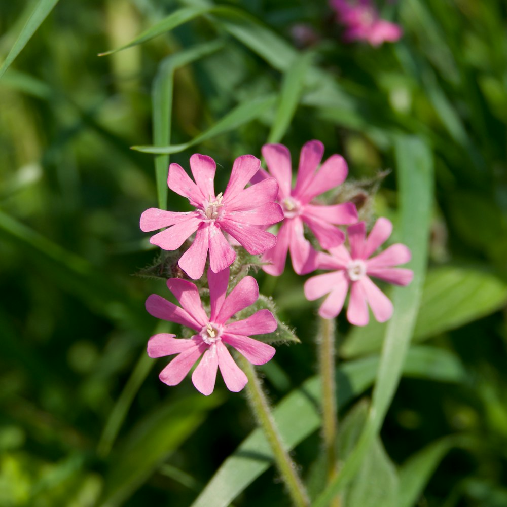 pink flower in tilt shift lens