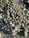 A large cluster of barnacle-encrusted mussels attached to a rocky surface, partially covered by sand and other small sea creatures.