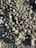 A large cluster of barnacle-encrusted mussels attached to a rocky surface, partially covered by sand and other small sea creatures.