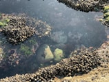 A close-up view of a tidal pool with clusters of mussels attached to rocks and submerged in clear water. Green algae and seaweed are visible, with rocks showing a layer of marine life.