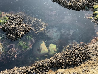 A close-up view of a tidal pool with clusters of mussels attached to rocks and submerged in clear water. Green algae and seaweed are visible, with rocks showing a layer of marine life.