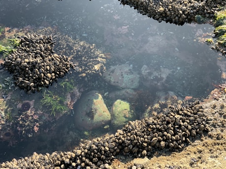 A close-up view of a tidal pool with clusters of mussels attached to rocks and submerged in clear water. Green algae and seaweed are visible, with rocks showing a layer of marine life.