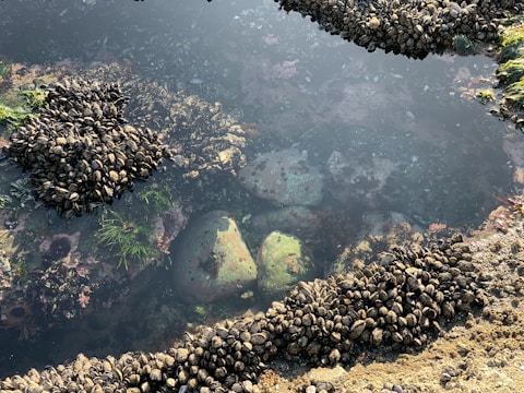 A close-up view of a tidal pool with clusters of mussels attached to rocks and submerged in clear water. Green algae and seaweed are visible, with rocks showing a layer of marine life.