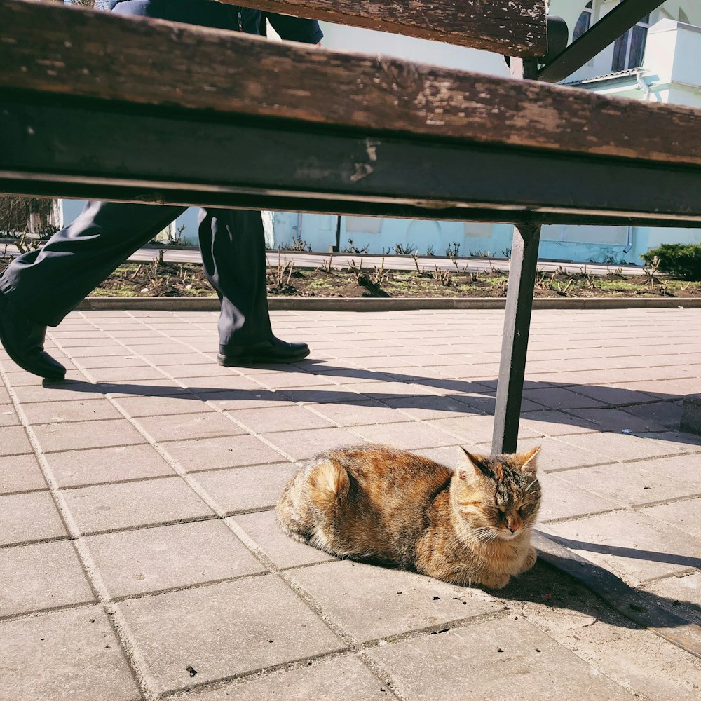 灰色のコンクリートの床に横たわっている茶色のぶち猫