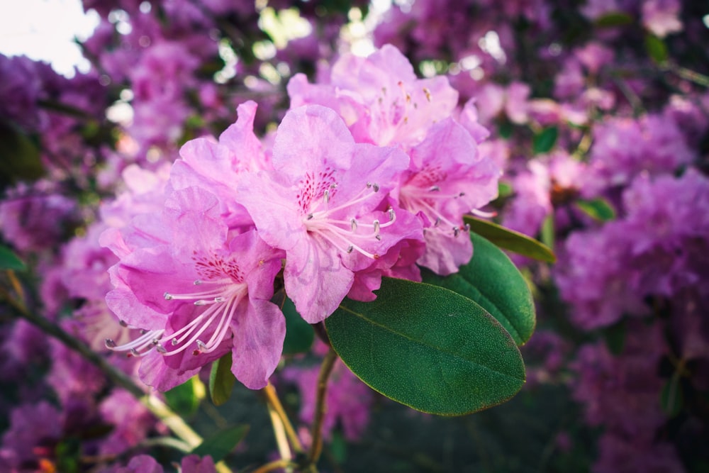 pink flower in tilt shift lens