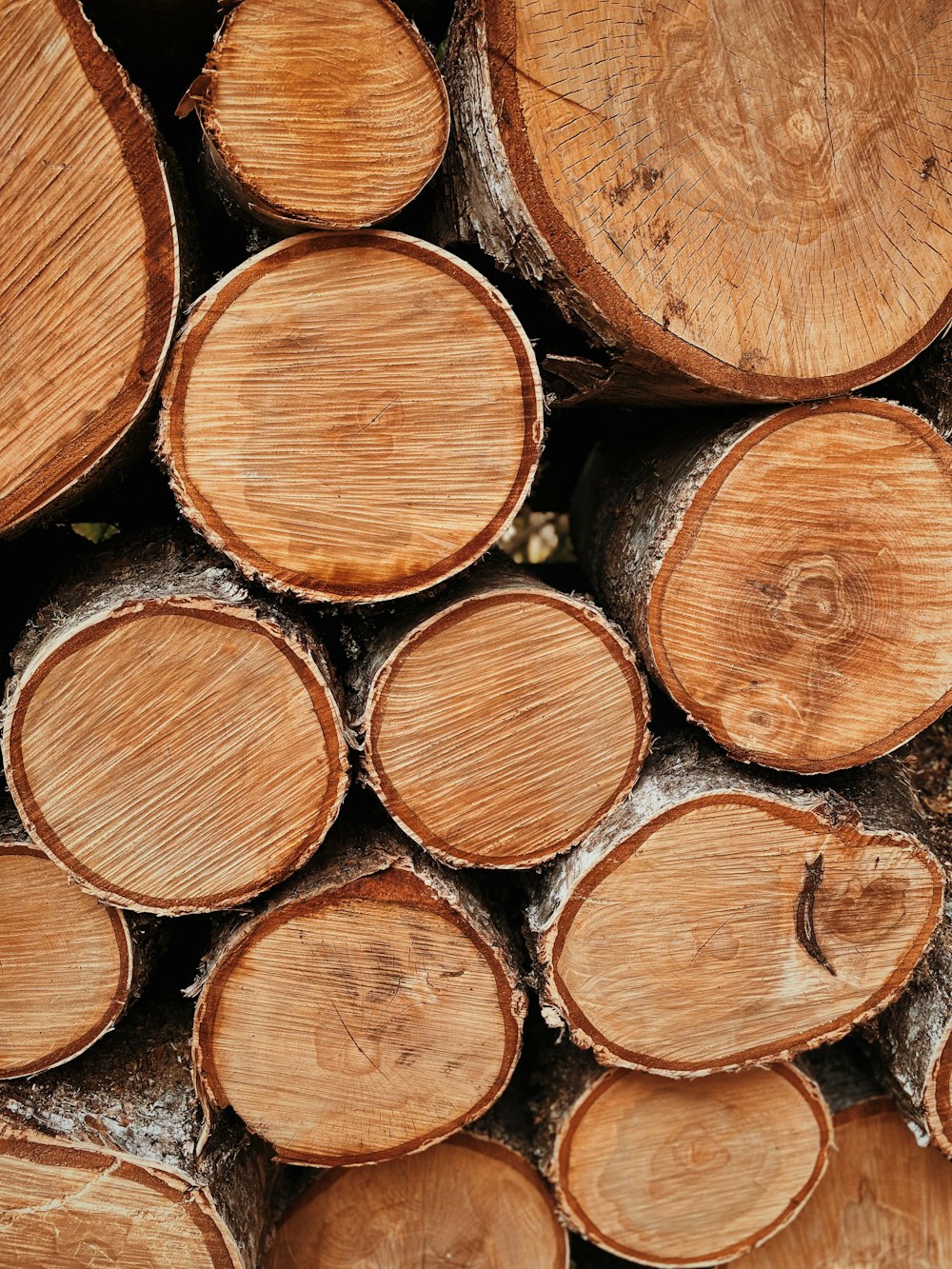 tronchi di legno marroni e neri