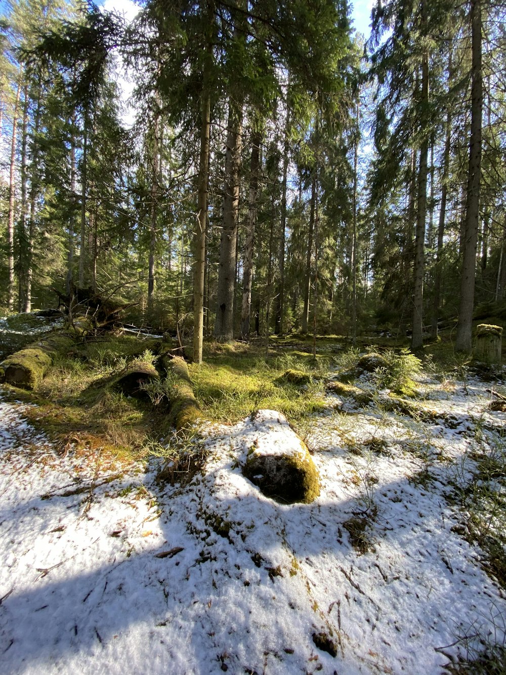 green trees on snow covered ground during daytime