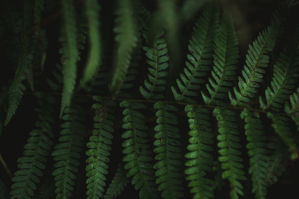 green fern plant in close up photography