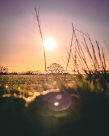 green grass field during sunset
